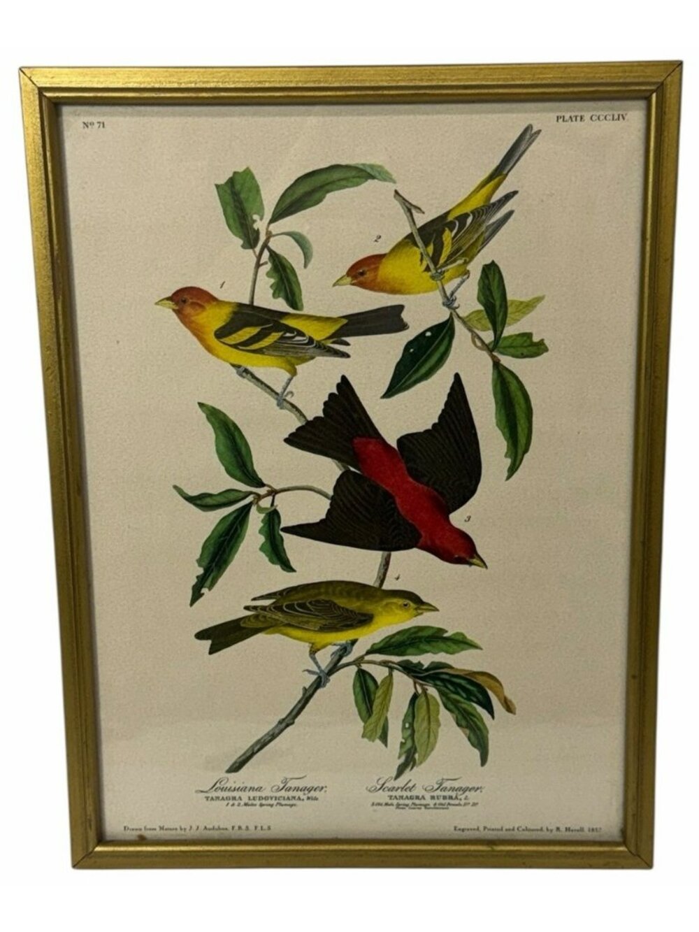 9x12" FRAMED Vintage Audubon Havell Bird Print LOUISIANA SCARLET TANAGER #71 354